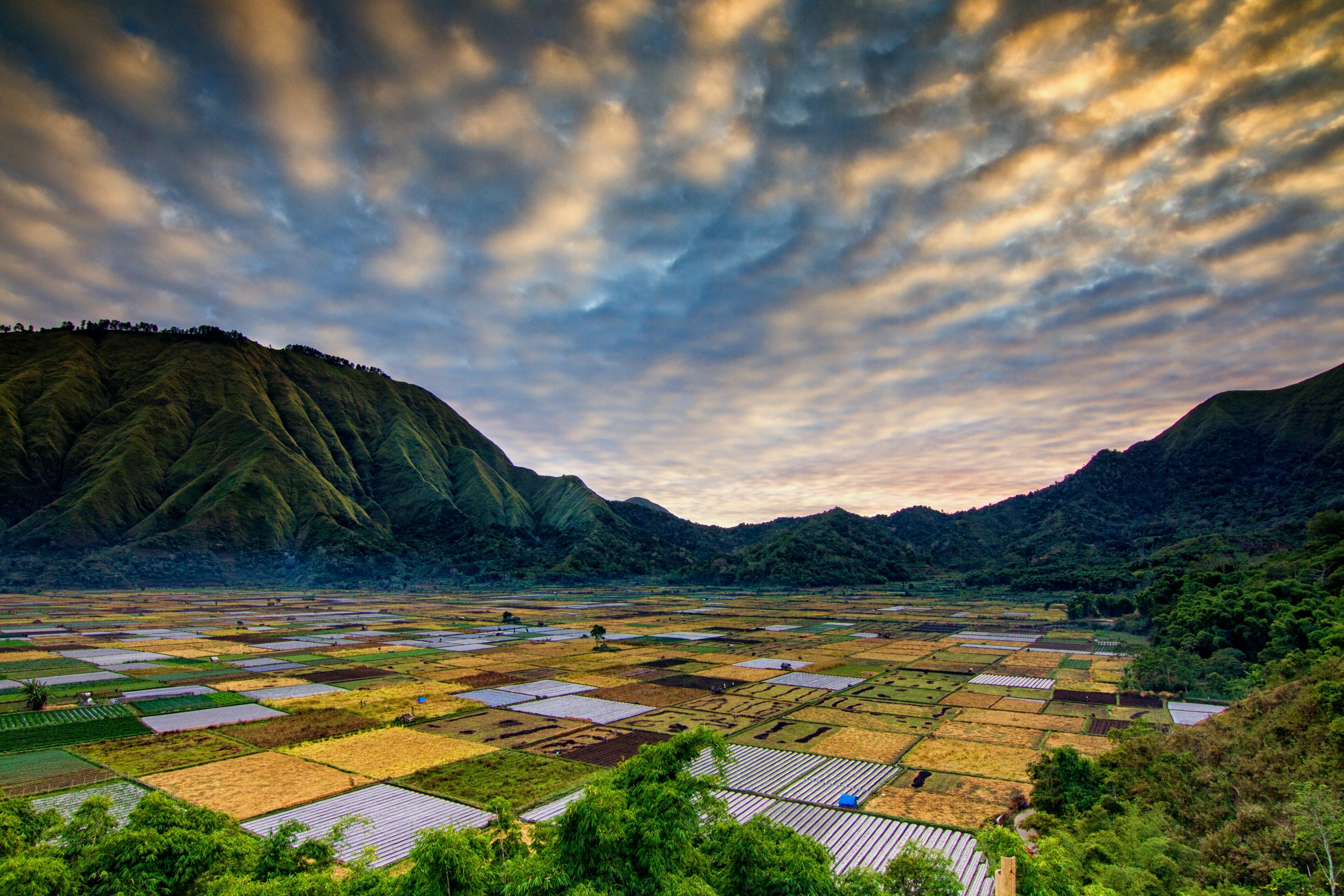 rice-field-bali